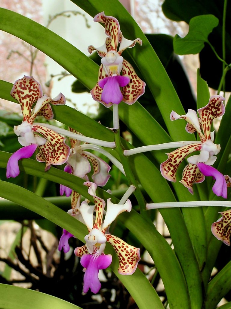 Orchidea Vanda tricolor