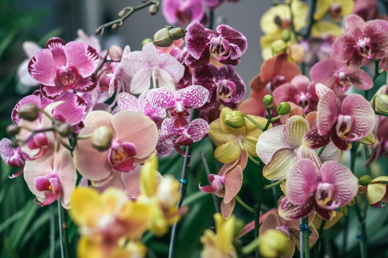 orchidee Phalaenopsis