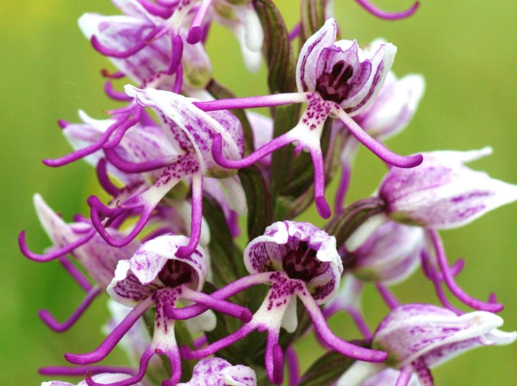 Orchis simia