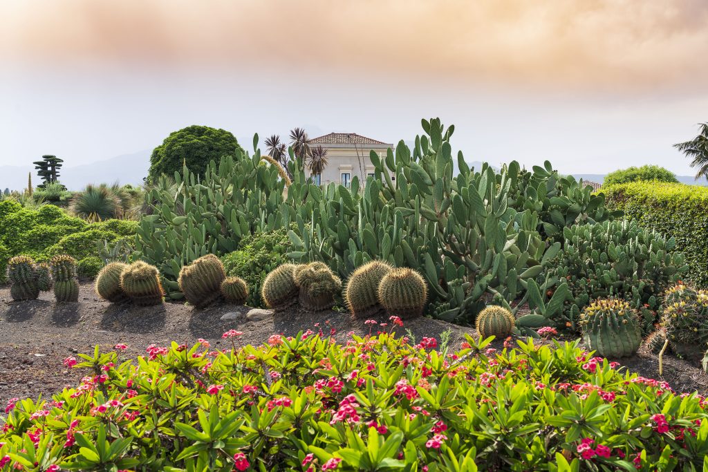 Cactus e Opuntia nel parco di Radicepura