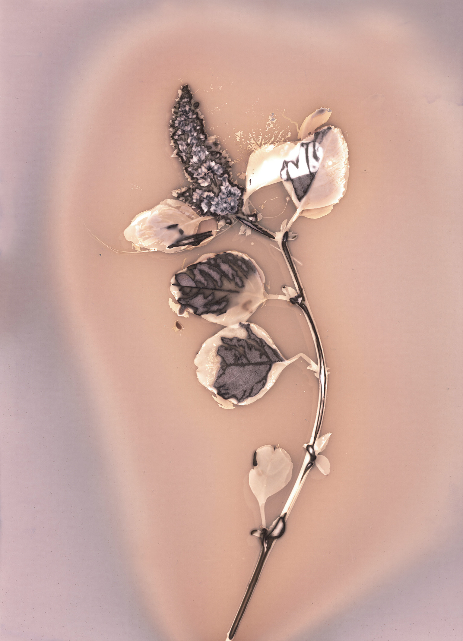 Parietaria officinalis