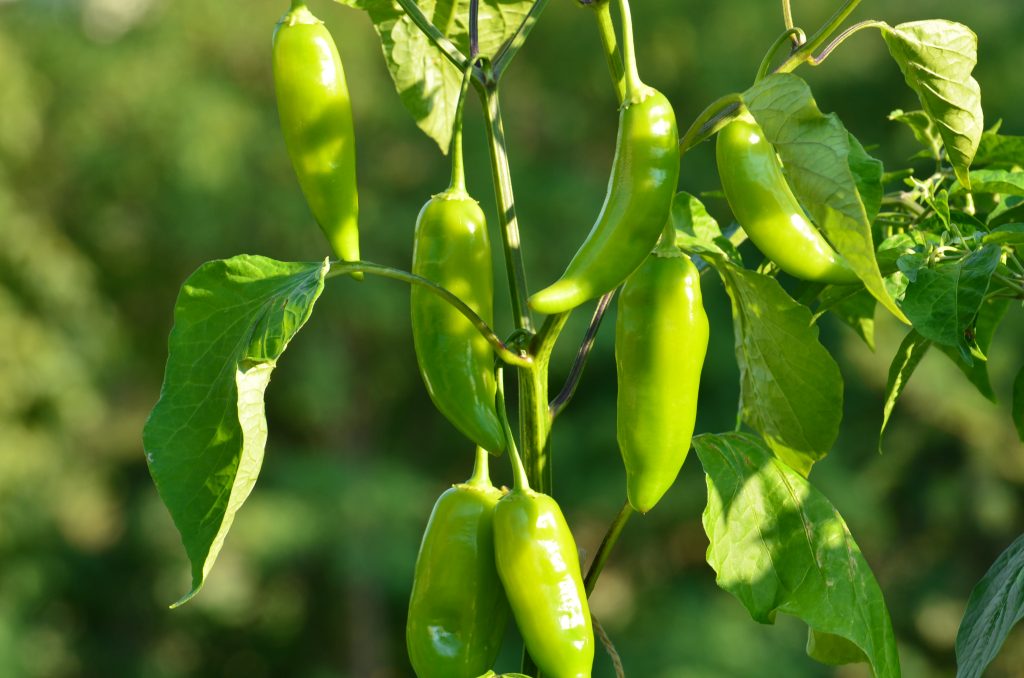 Peperoncino 'Aji Amarillo'