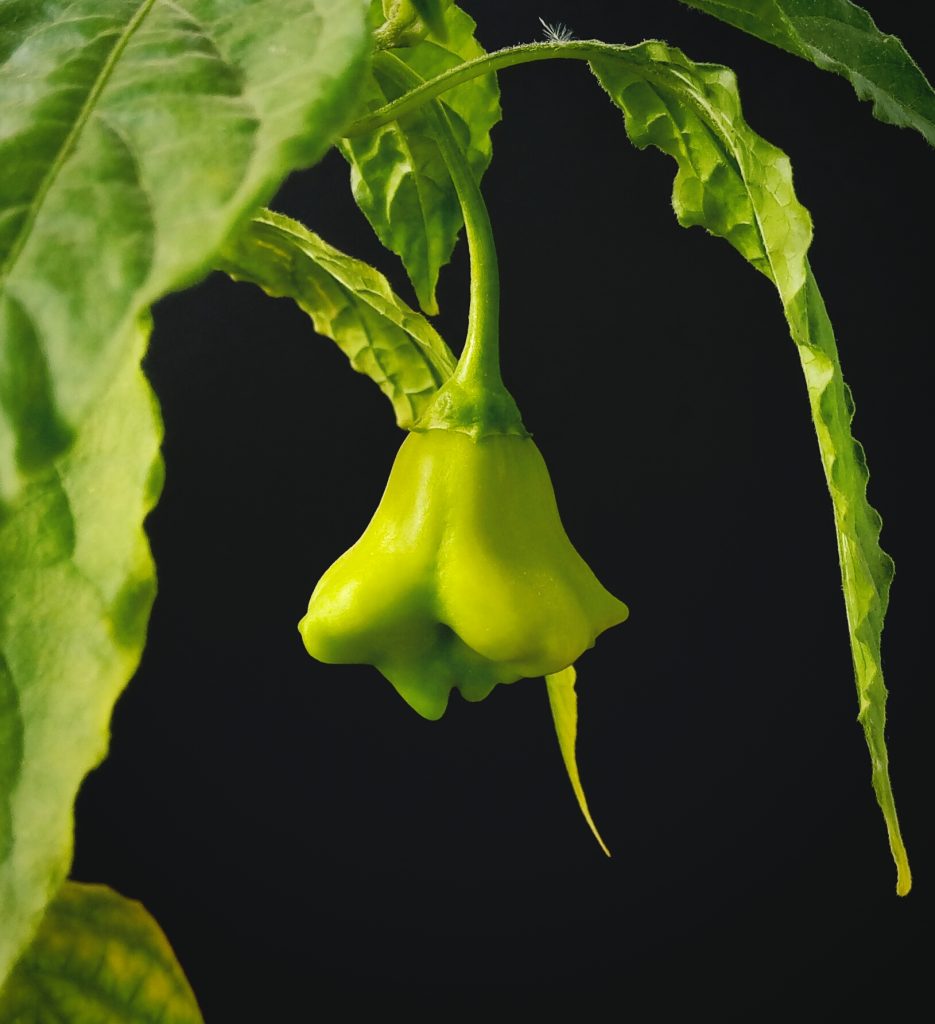 Peperoncino 'Bishop's Crown'