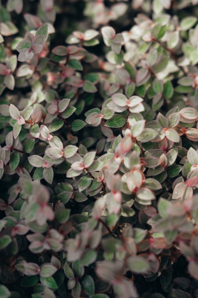 foglie rosa pianta Callisia repens 'Pink Panther'