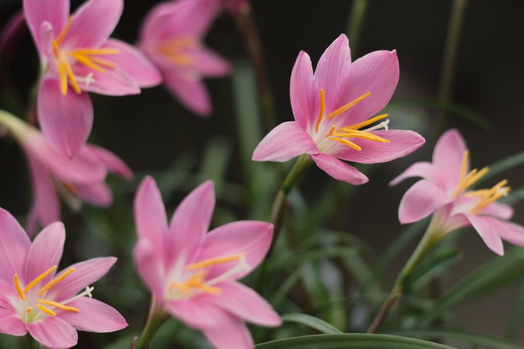 Fiori di Zephyranthes -