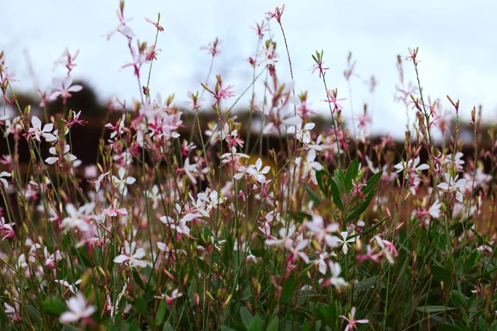 fiori rosa bianchi gaura oenothera