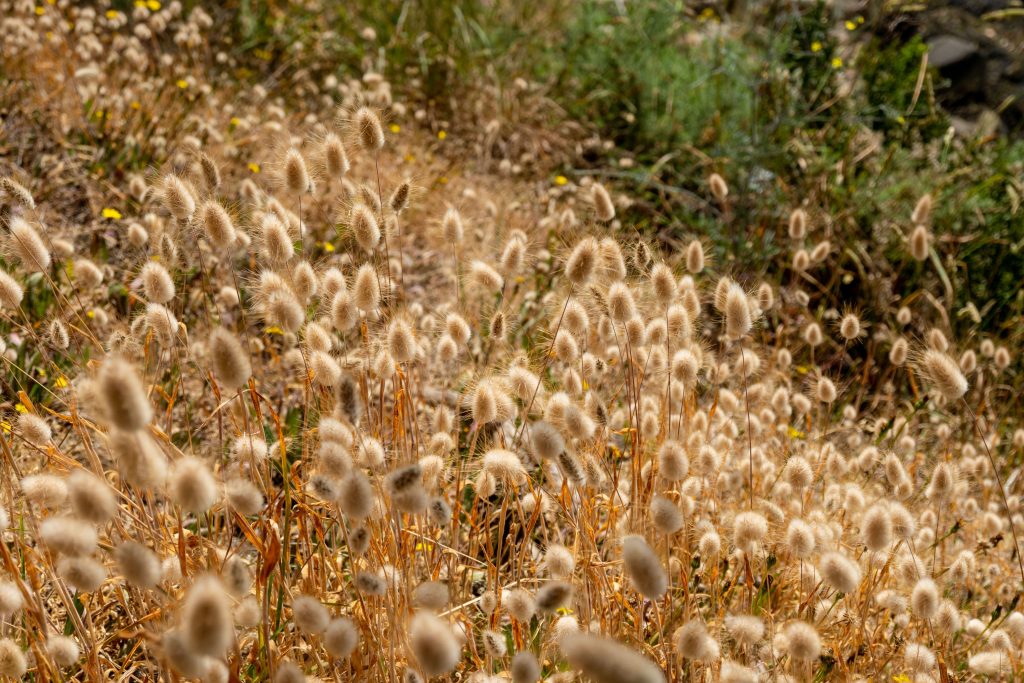 fiori di lagurus ovatus campo erbacee graminacee