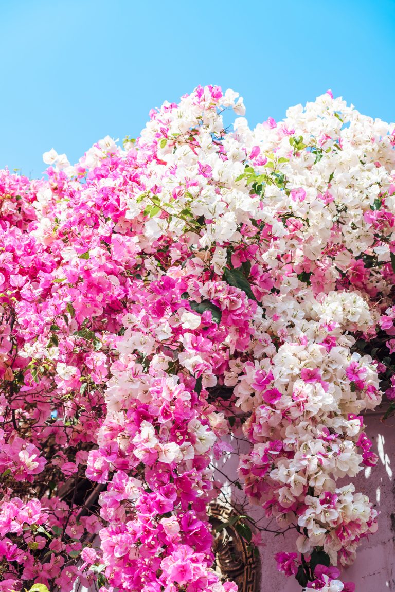 bougainvillea