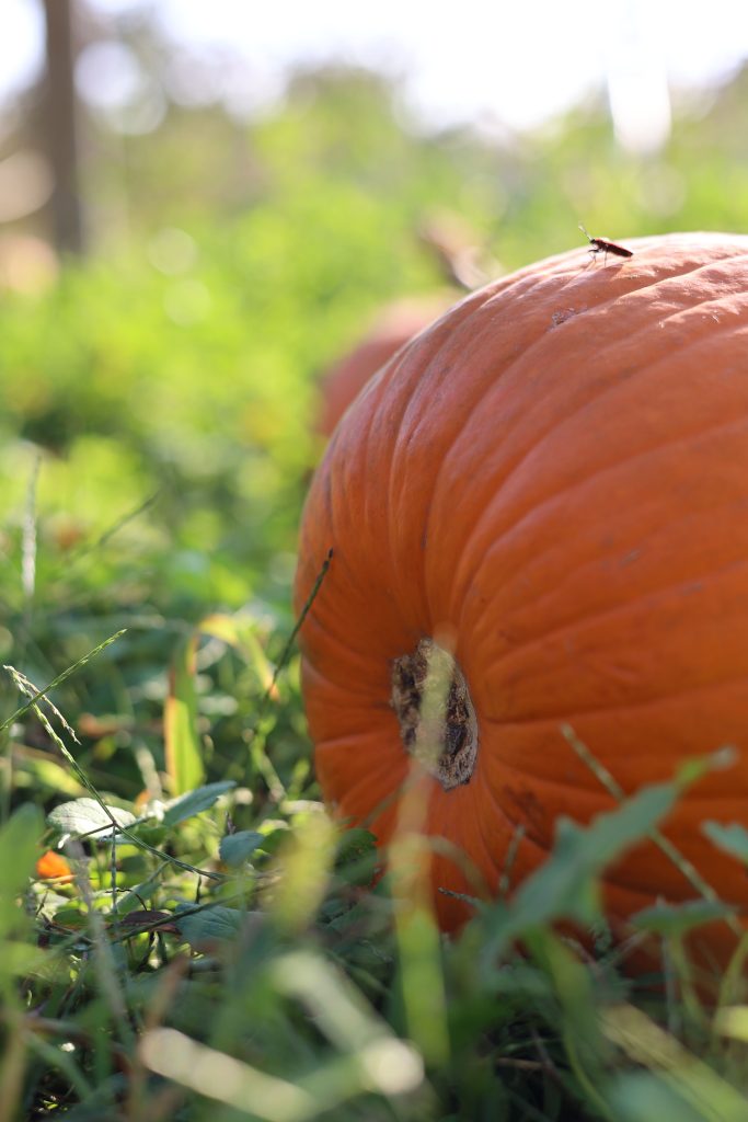 zucca di halloween nell'orto