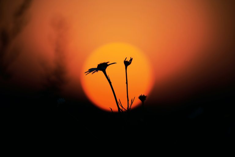 pianta controsole bruciata dal sole dzmitry-shepeleu-WQVhWnvefno-unsplash
