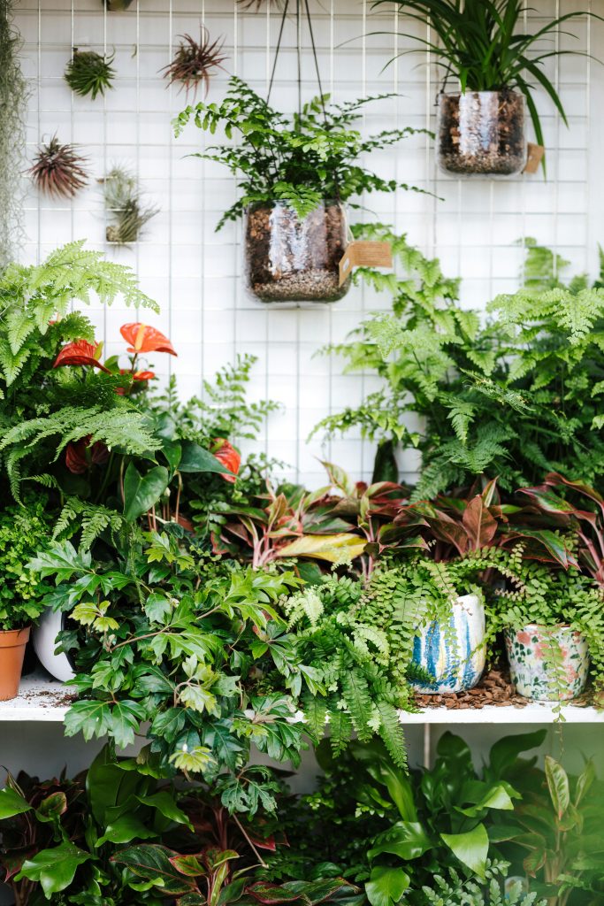 piante da interno e aria condizionata - unsplash -annie-spratt-zPktb9QkcGY-unsplash