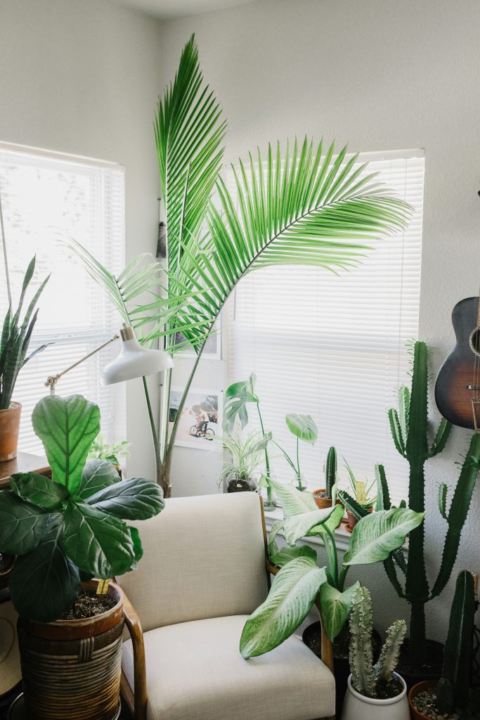 piante da interno e aria condizionata - unsplash -corey-oconnell-wgdHqm0dsYs-unsplash