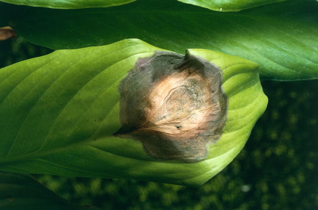 Leaves affected by fusariosis