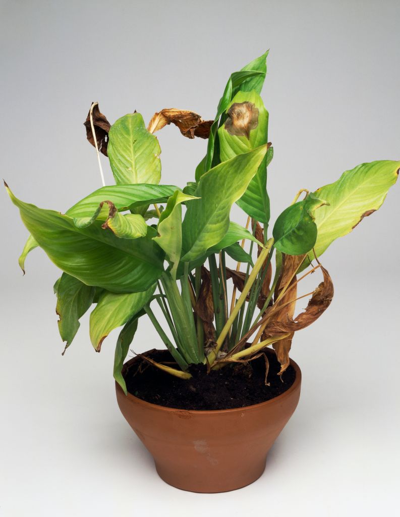 UNSPECIFIED - JANUARY 27: Maranta (Spathiphyllum sp), Araceae, affected by Fusarium. (Photo by DeAgostini/Getty Images)