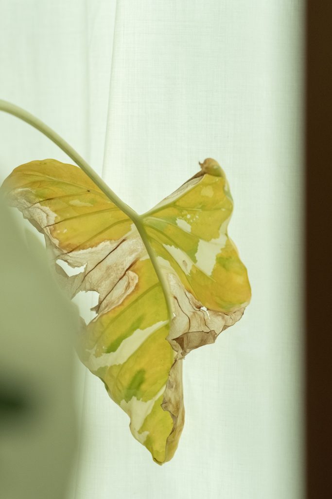 piante da interno indoor p'lant sick leaves scorched burnt bruciate malate fogliepexels-alexquezada-18936036