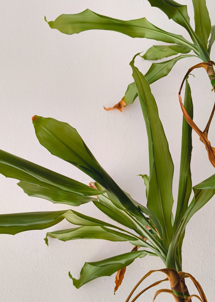 Pianta di Dracaena con foglie seccate sulle punte, classico sintomo di aria troppo asciutta - piante da interno indoor p'lant sick leaves scorched burnt bruciate malate fogliepexels-rynocerontem-32459209Foto Pexels