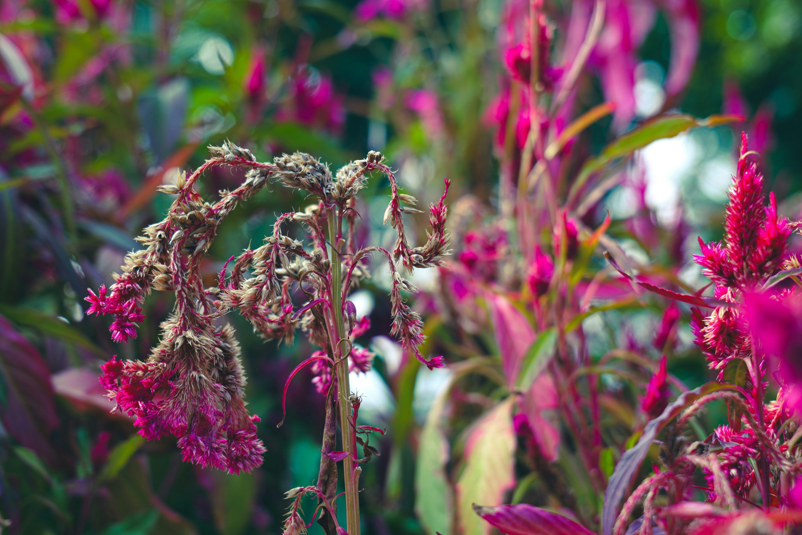 piante da interno secche appassite acqua fiori foglie___airci-k-tJ3MA8i9Z-4-unsplash