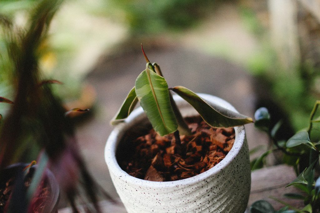 piante da interno secche appassite acqua fiori foglie___alexey-demidov-DwPDnFY9fRY-unsplash