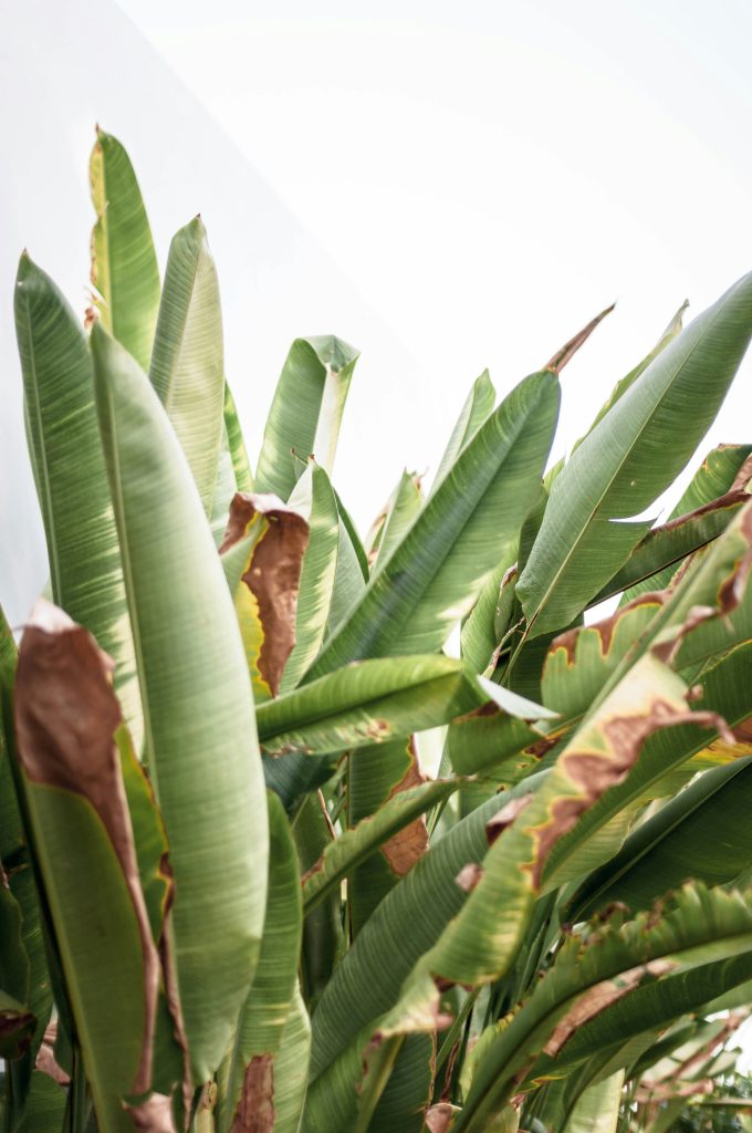 piante da interno secche appassite acqua fiori foglie___joakim-nadell-JFdFxnz6LCc-unsplash