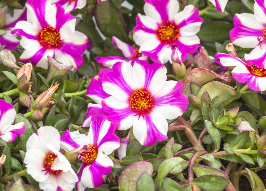 Portulaca 'Comet Magenta Bicolor'