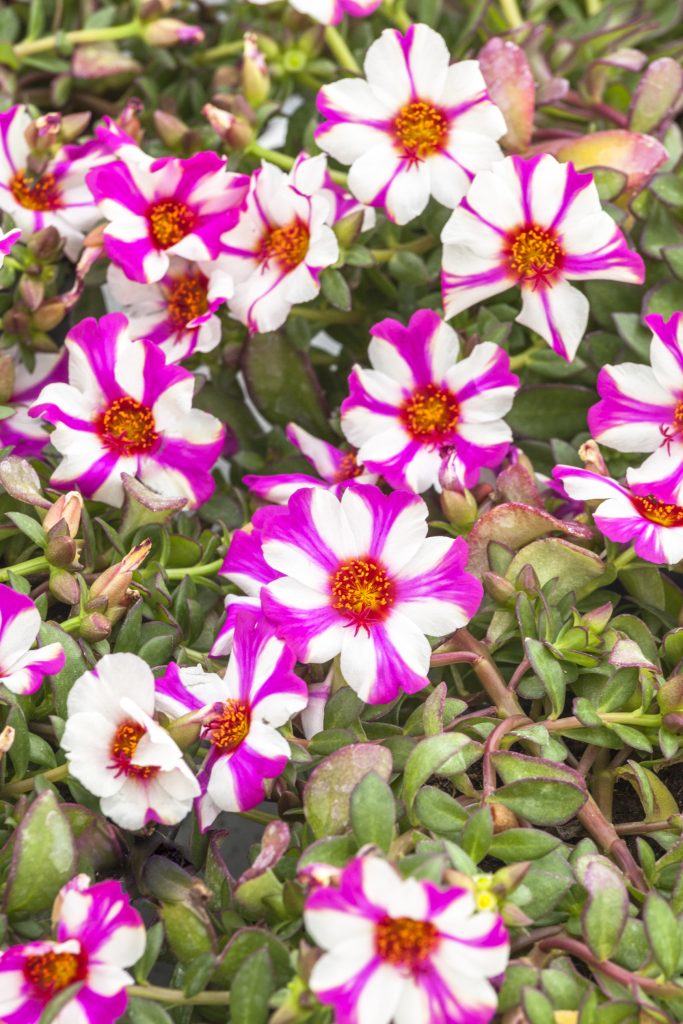 Portulaca ‘Comet Magenta Bicolor’