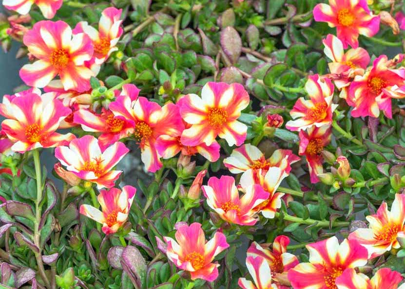 Portulaca ‘Comet Red Bicolor’