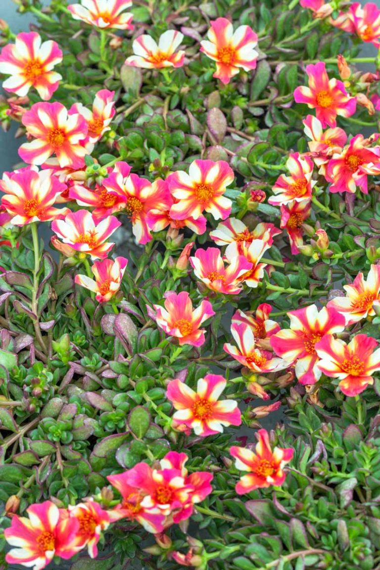 Portulaca ‘Comet Red Bicolor’