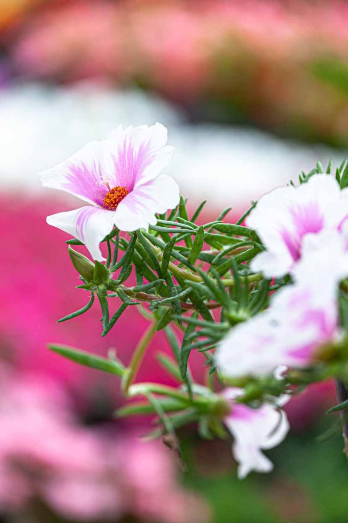 Portulaca ‘Samba Bicolor’