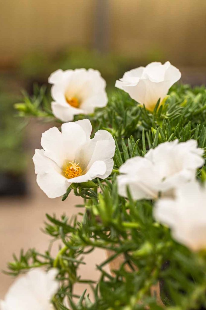 Portulaca ‘Samba White’