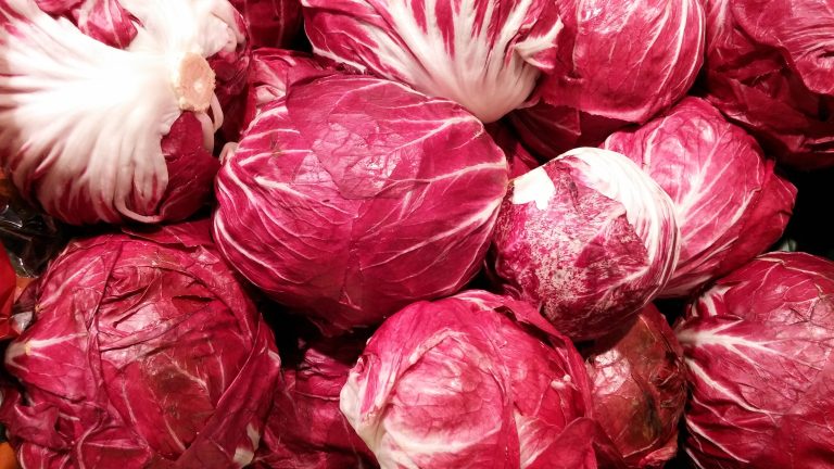 Radicchio 'Rosso di Chioggia'