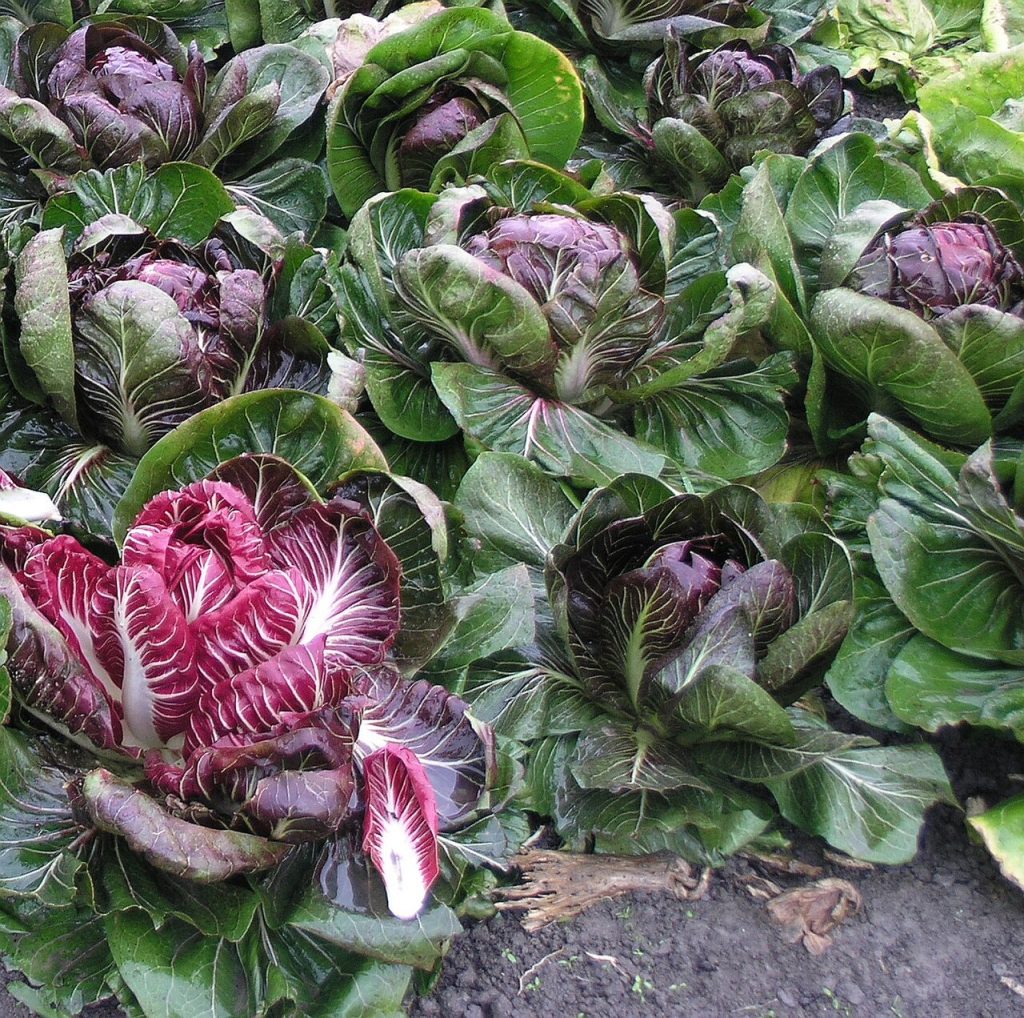 Radicchio 'Rosso di Treviso Precoce'