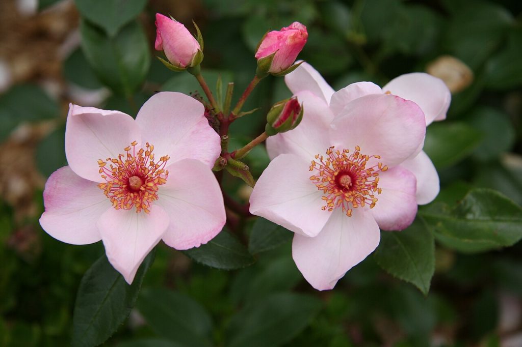 Rosa 'Astronomia'