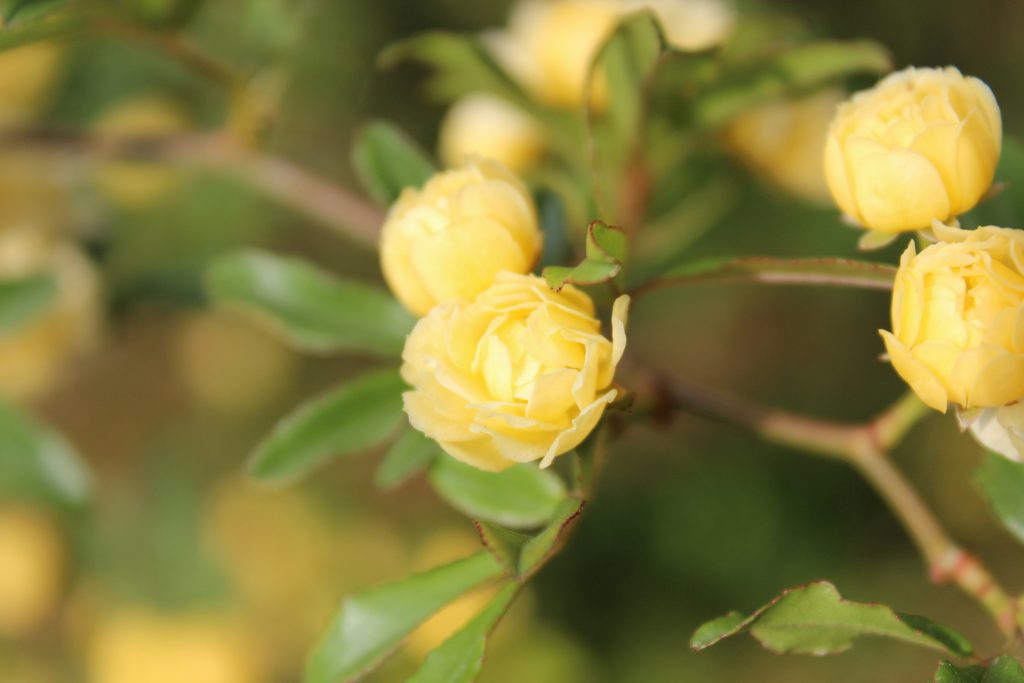 Rosa banksiae