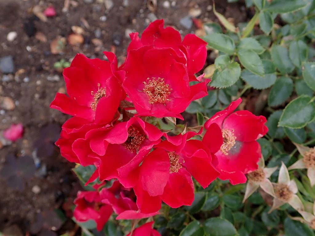 Rosa 'Bassino'