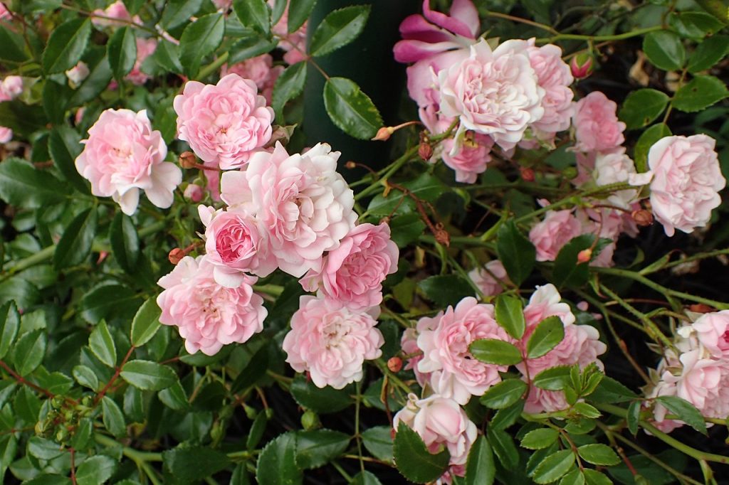 Rosa 'The Fairy'