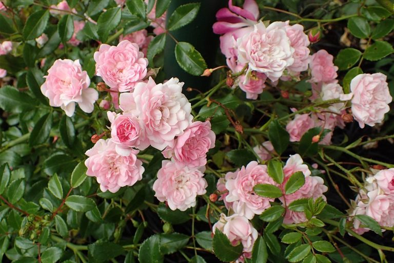 Rosa 'The Fairy'
