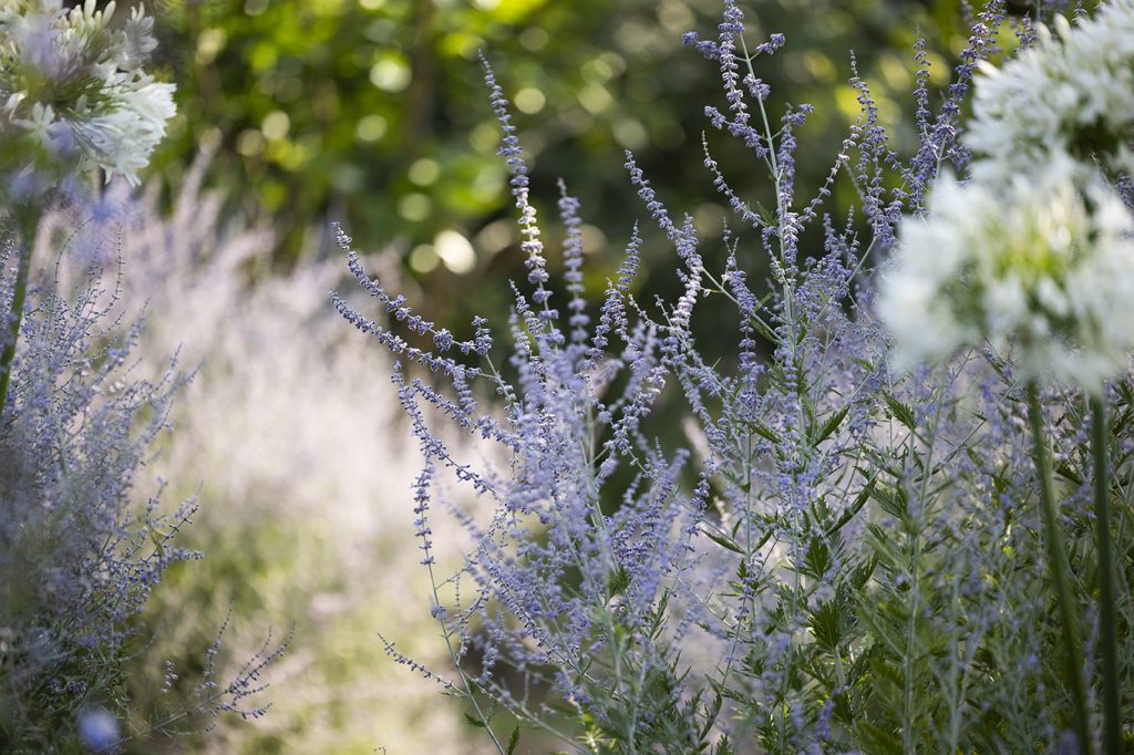 Salvia yangii