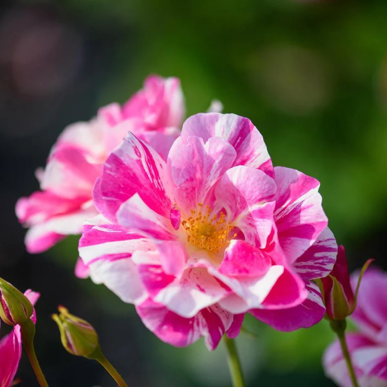 The King's Rose la rosa del re bianca e screziata di rosa acceso