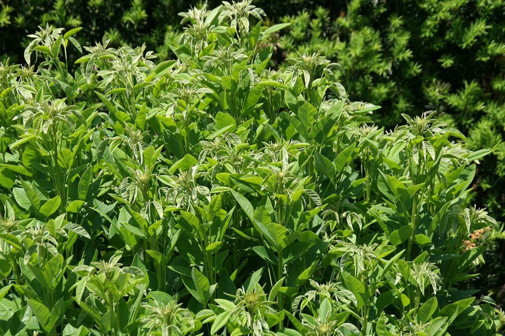 Lespedeza thunbergii