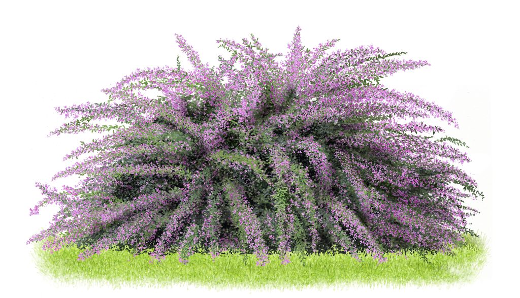 Lespedeza thunbergii