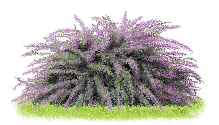 Lespedeza thunbergii