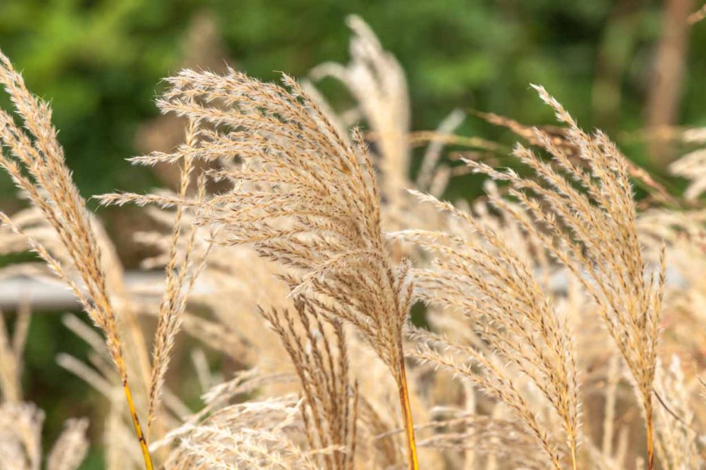 Miscanthus sinensis 'Aldebaran'