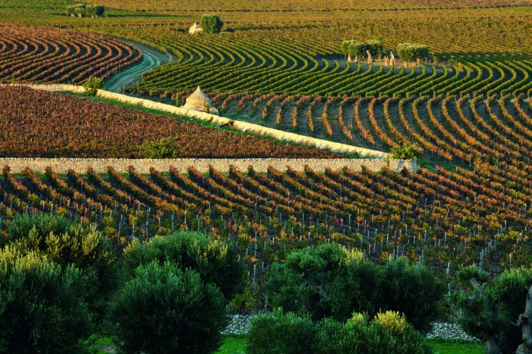 Tenuta agricola Amastuola Fernando Caruncho