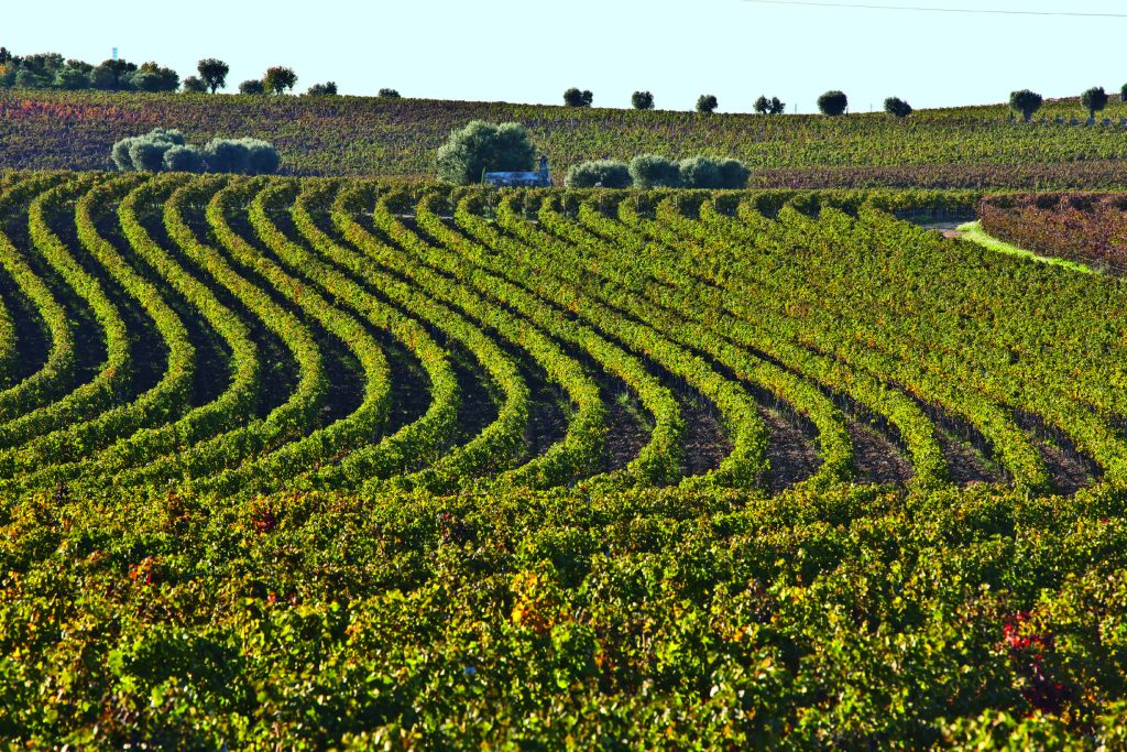 Azienda agricola Amastuola