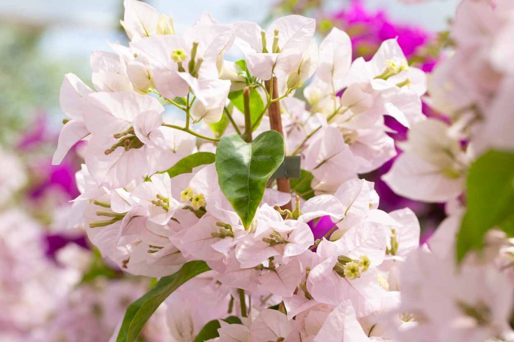 Bougainvillea 'Formosa'
