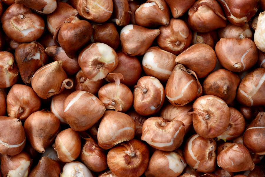 bulbi di tulipani