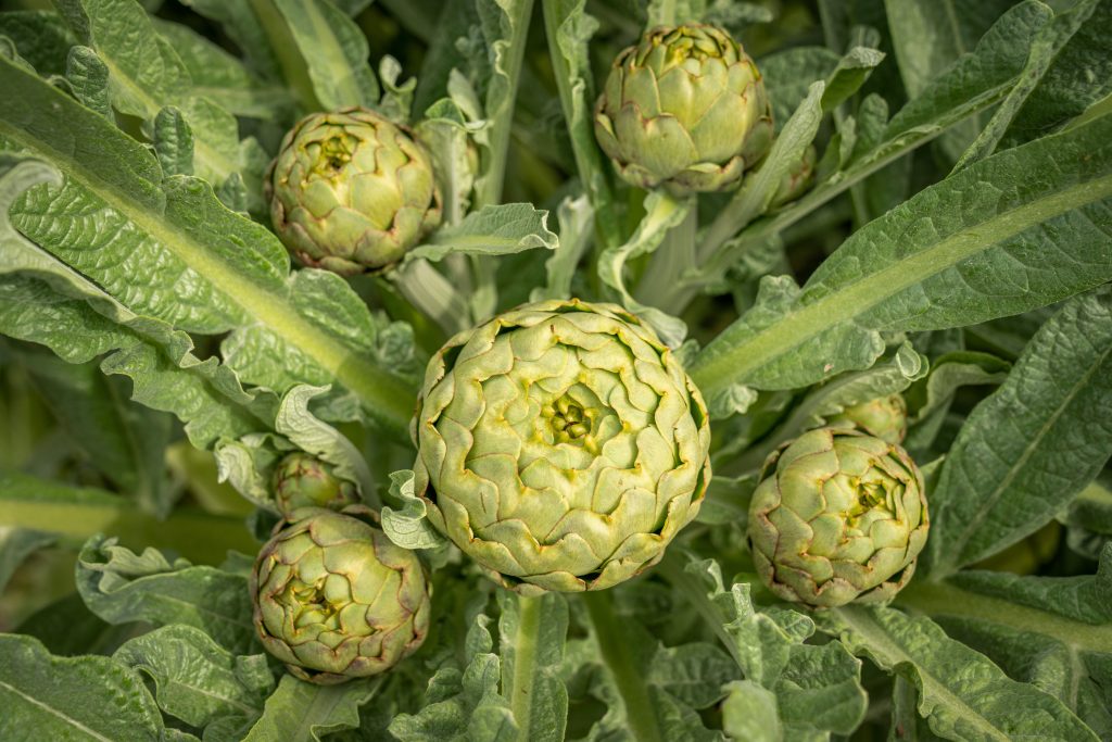 Carciofo romano
