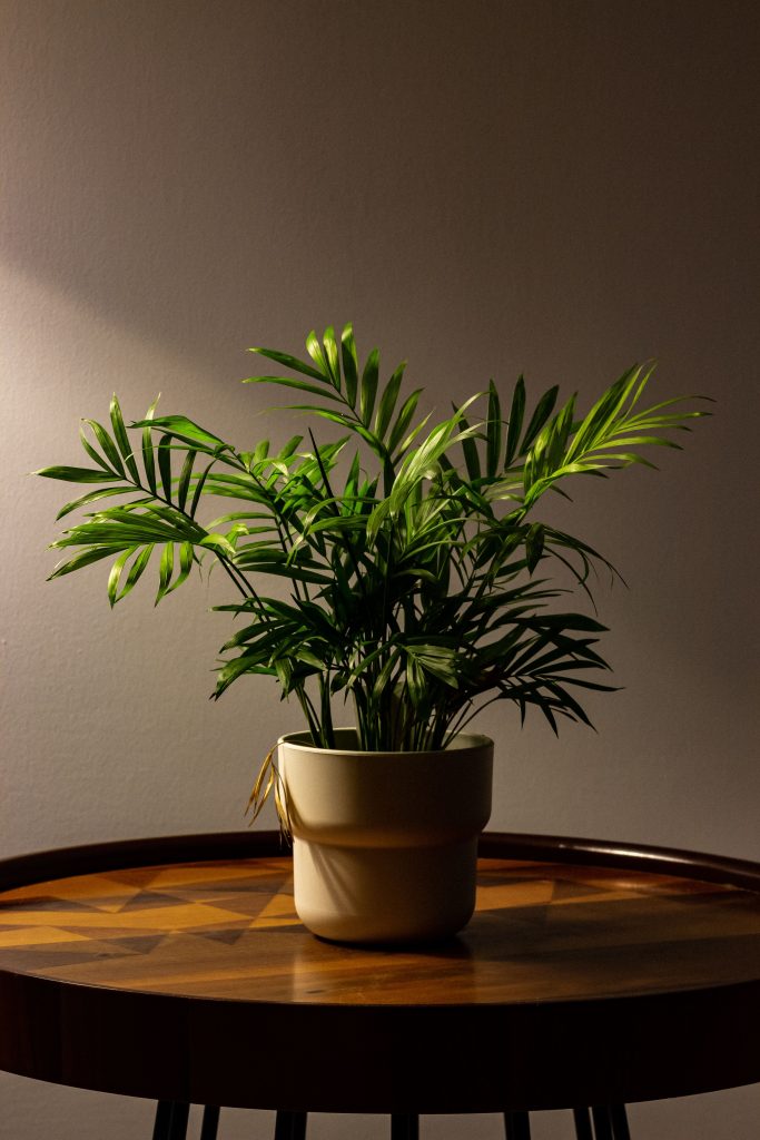 Chamaedorea elegans palma da ombra da interno