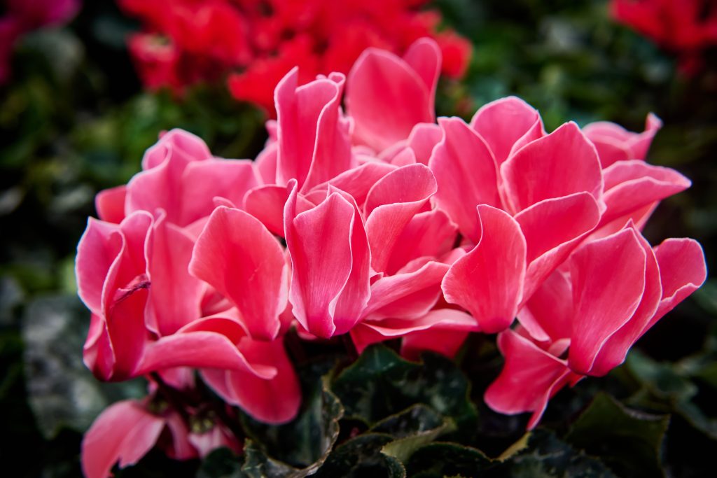 ciclamini fiori rosa accesso