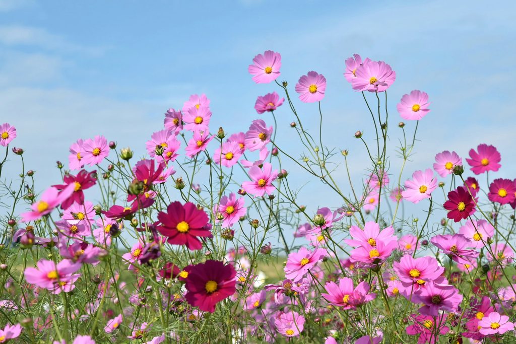 fiori di cosmos rosa e fucsia